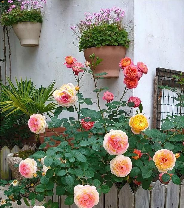  #蜜蜂#养玫瑰，防止干蜜蜂，否则就没有花了！现在出去