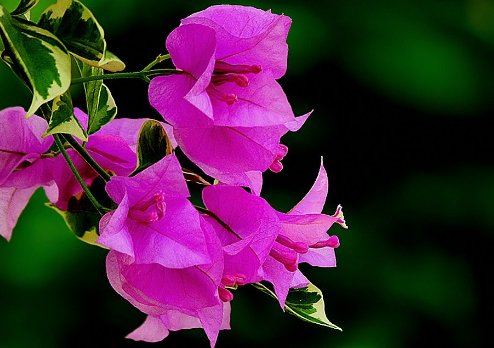  精致@喜欢养花的看看这些精致花草，养起来可要小心