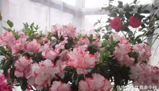  环境|买回来的植物先做到这三步，才会越长越好！