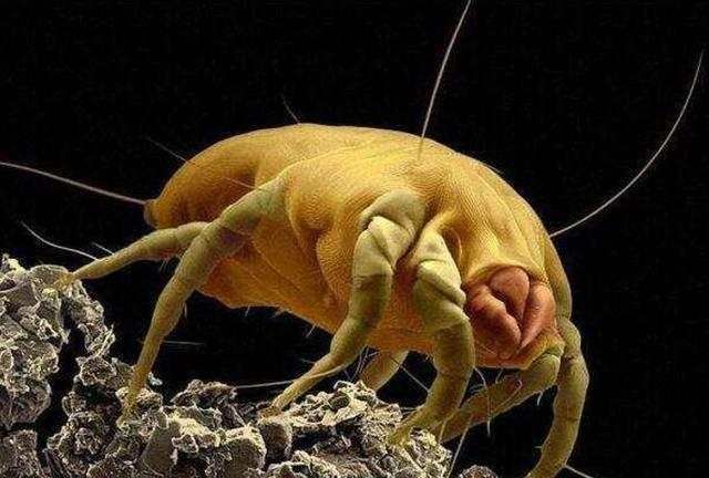 说实话:螨虫超出这个数,4个危害步步紧逼,再不除螨,脸要毁掉