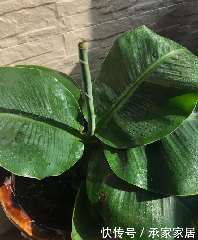 绿萝■能盆栽的迷你香蕉树,比绿萝还耐阴的花,叶子亮得像打蜡!