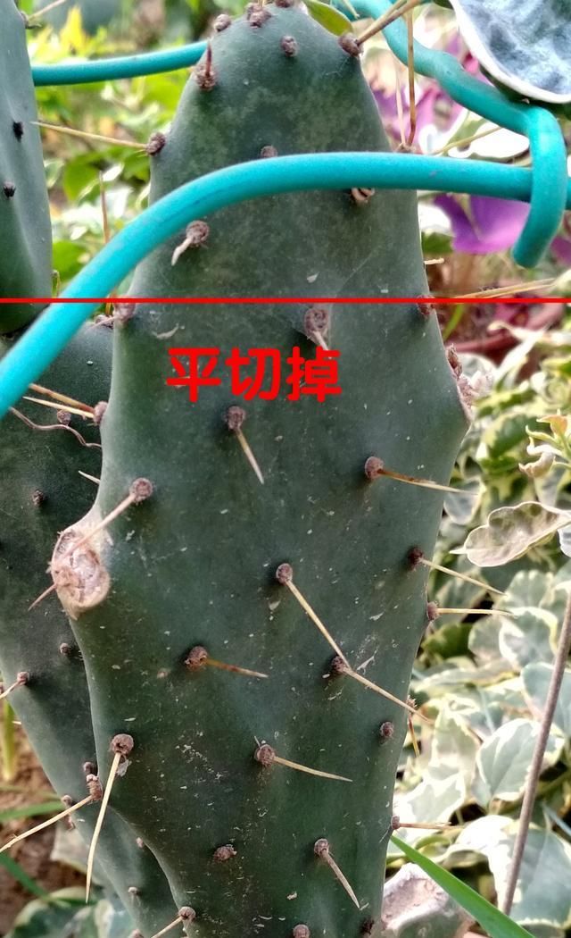  『嫁接』真正的养花人小齐，教你仙人掌嫁接蟹爪兰，你还用发愁嫁接不活吗