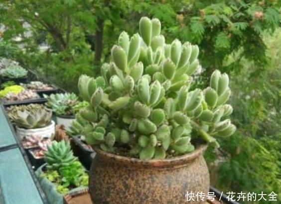  「小瀑布」阳台空荡不知道养啥？学会垂盆5种多肉，个个长成''小瀑布''