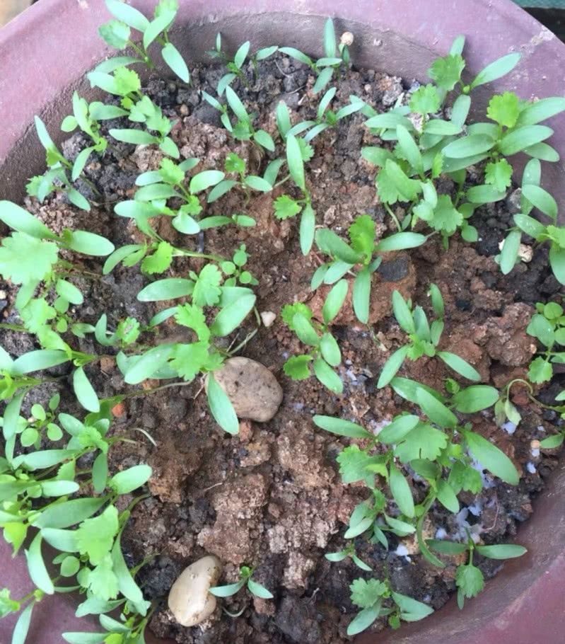  『记住』阳台种菜，记住“3点”，种什么都疯长，收获不错，够自己吃了