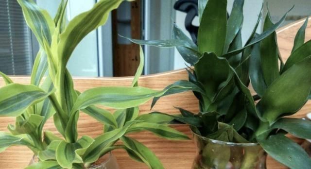  #枝叶茂盛#这3种植物，放在客厅上档次，采光不好照旧茁壮成长，枝叶茂盛