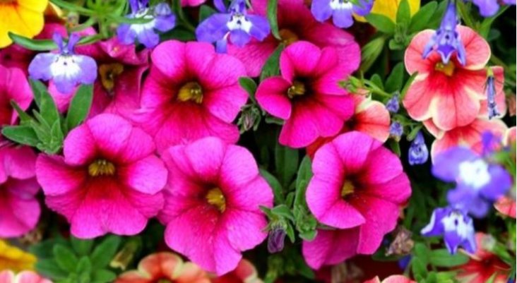 「成花」这5种花易爆盆,适合将阳台打扮成花的海洋,养花就是这么简单