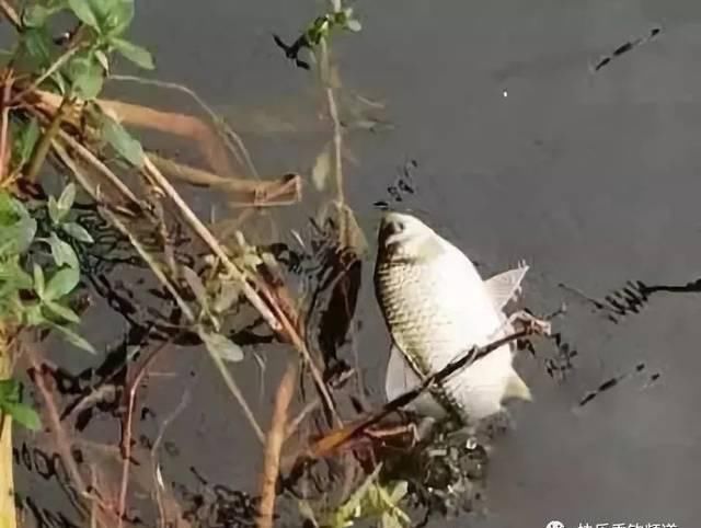  引逗：轻提引逗小技巧，野钓鲫鱼争咬钩！