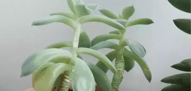  「变瘦要是你」多肉植物越长越“瘦”，八成是3个原因导致，及时解决快速变肥