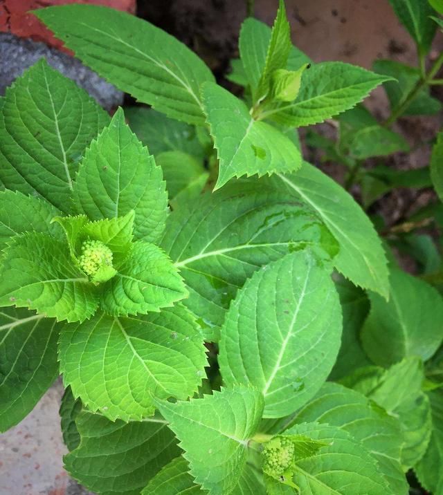  「导致绣球花」绣球长花苞正当时，花苞发黑怎么办？4个原因，教你破解