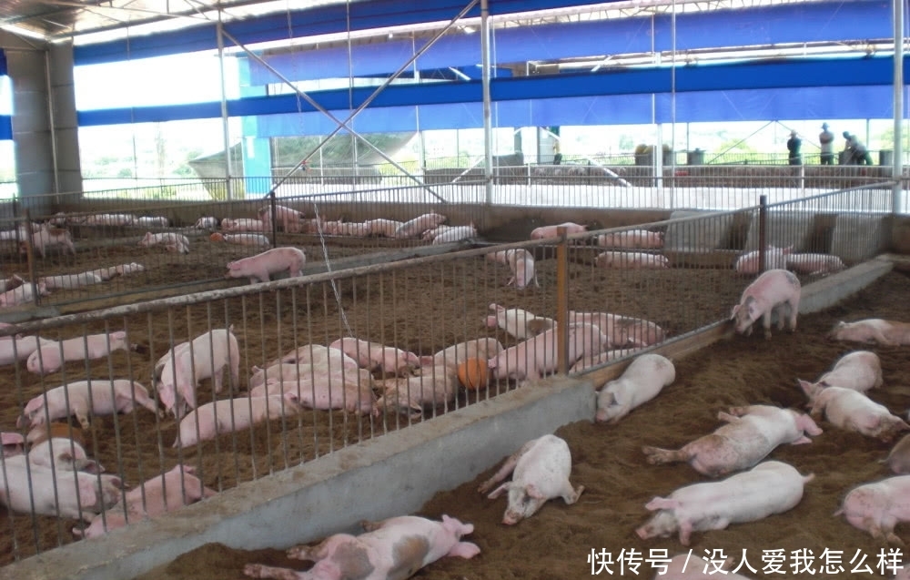  #养殖场#国家鼓励养殖，但这3个地方建养殖场将被“一刀拆除”，