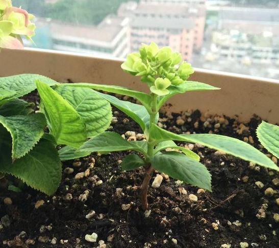  [夏季]夏季盆栽4种植物，叶片一耷拉马上浇水，植株分分钟变精神