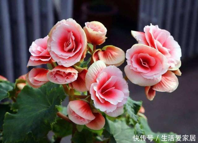  『金丝雀』3种花非常受欢迎，沾土就能活，浇水就爆盆，美丽好养适合新手