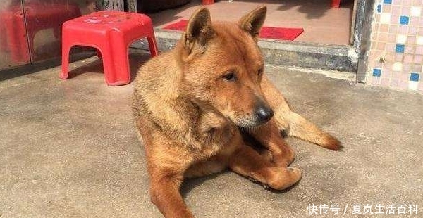 农村老人常说“狗来富，猪来穷”，啥意思？现在还有道理吗？