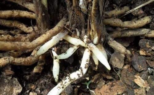  扦插■5种“生根水”，家家都有，不花1分钱，扦插花卉“7天”生白根