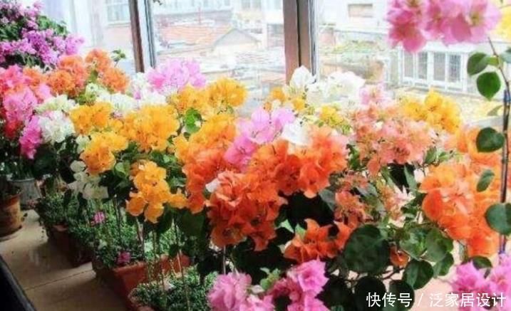 『有型』夏季就养3种花,越晒开花越旺,要香有香,要型有型,美爆!