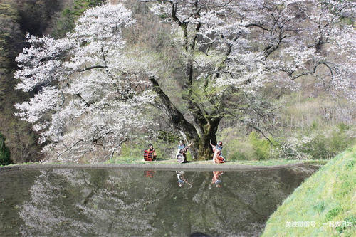 2019年樱花前线来袭！快来看最新樱花季预测！