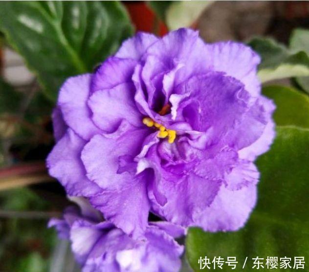 『二乔牡丹』养花就养4种花,好养易活花量大,开花漂亮花期长,谁养谁喜欢