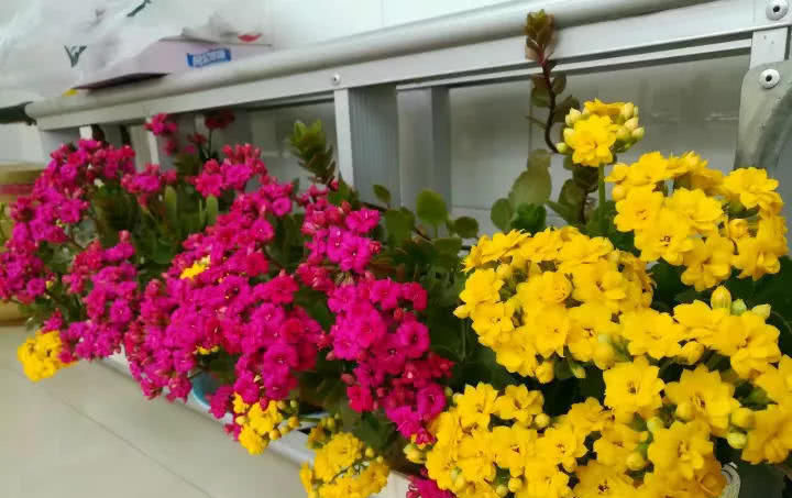  「花钱」这6种花就要穷养，不花钱不用管，个个肥得流油！