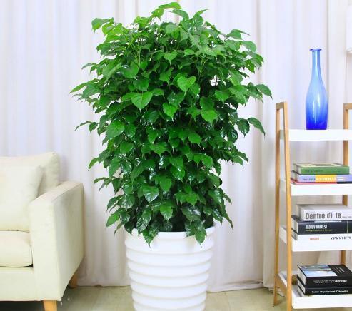  幸福树■想让幸福树枝繁叶茂，就得遵循4点要求，方能远离黄叶烂根
