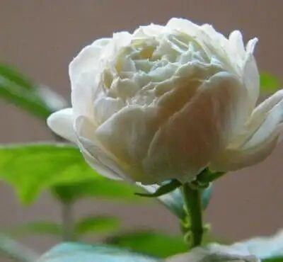 家里:“我国最香花”,开花200天不落,家里种一棵,香的不得了!