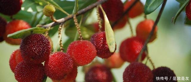  「成了」国内一种没有皮的水果，常烂一地没人要，出口国外却成了稀罕货