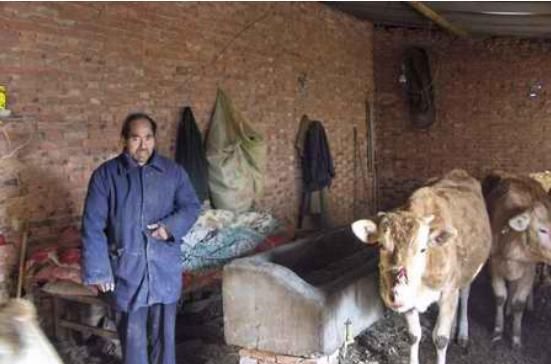  【明年】牛价上涨，肥牛15一斤，为何养殖户半喜半忧，直呼明年