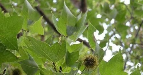  [树高]此树农村常见，树高且茂密，农民当它无用木材，不知其果是个宝贝