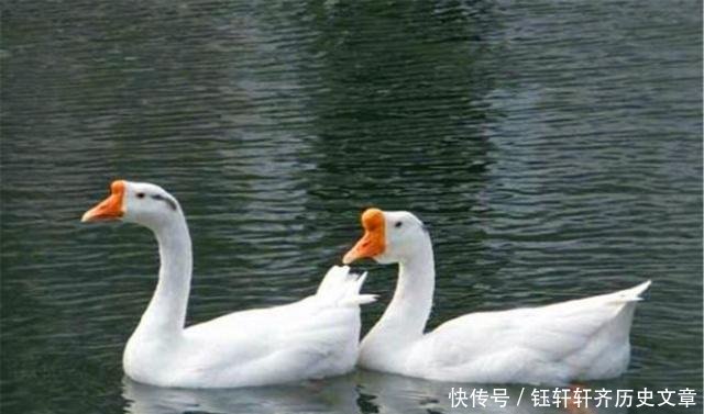  老农@农村俗语“鸡是千日虫，再养就会穷”，啥意思老农为何如此