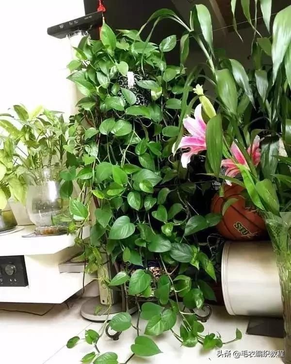 『出油』绿萝最爱四样东西,用了之后长得贼快,抽芽贼多,叶子绿出油