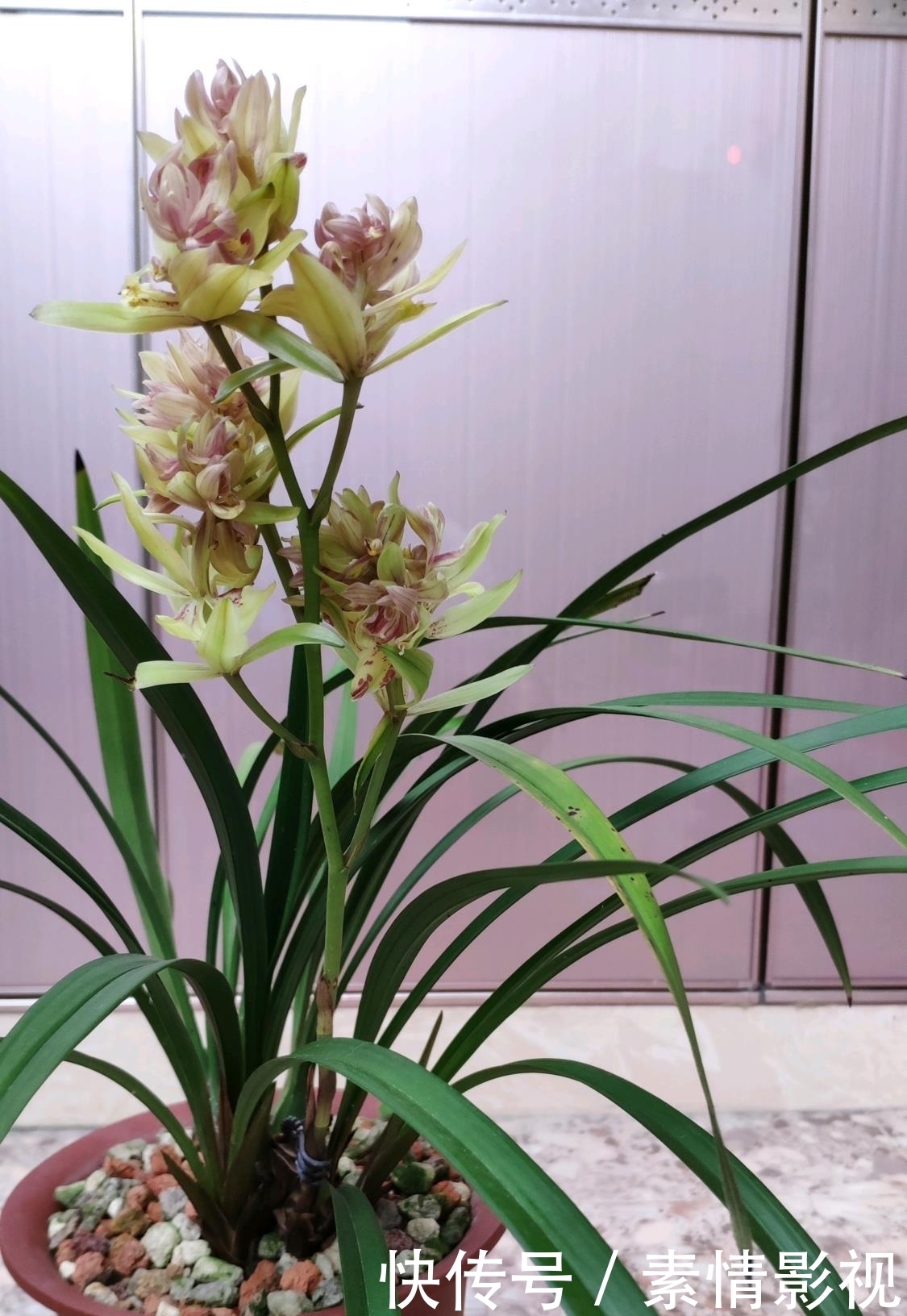  气质：此花，颜值不输玫瑰，气质远胜荷花，好养耐活，值得入手！