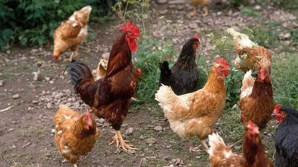  「参考」创业：农村能做什么？八大项目供您参考