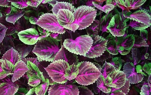  「生长期要给」在家养这几种观叶植物，不仅养护简单，而且还超有格调！