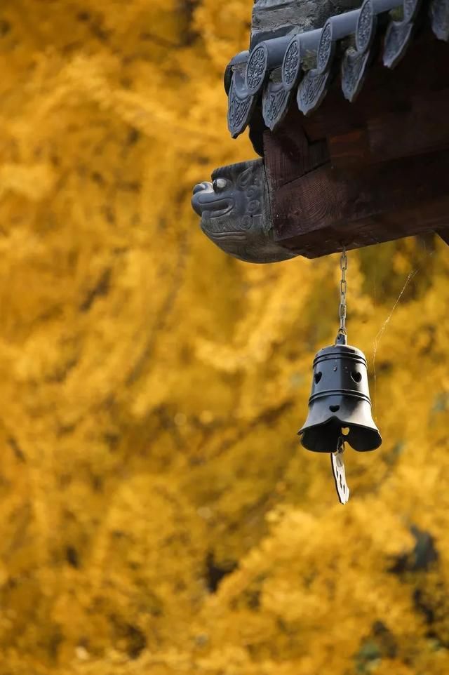 李世民种的银杏树火到国外,美了1400年!西安,火出圈了