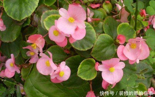  【家里】喜欢在家里养花，就养3种开花美寓意好，花期长能爆盆的好养花