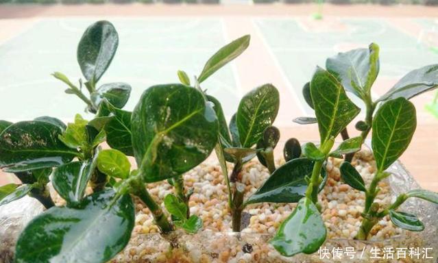麻烦|扦插栀子花,不要想得太麻烦,一把“珍珠岩”,100%成活