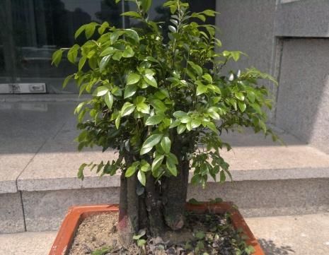  『香味』1种植物几乎“绝种”，你家要是有，请珍惜“它”，能散发香味！