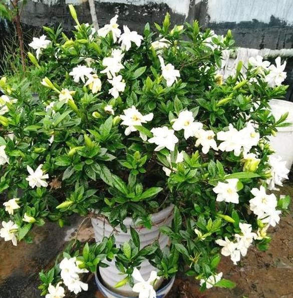 栀子花|北方盆栽栀子花,喜欢盲花、哑花?注意2点,6月砰砰开花