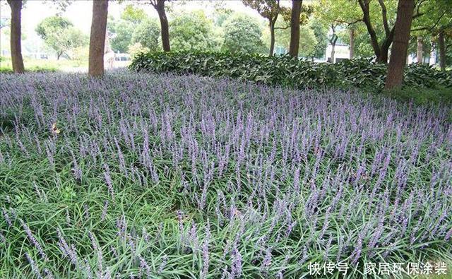  麦冬草@野外有一种草叫“麦冬草”，养在花园绿化环境，大白根更是价值高