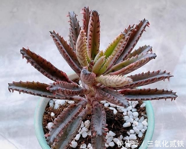  #时间#懒人适合养这4种皮实花，少折腾少打理反而长得更旺盛