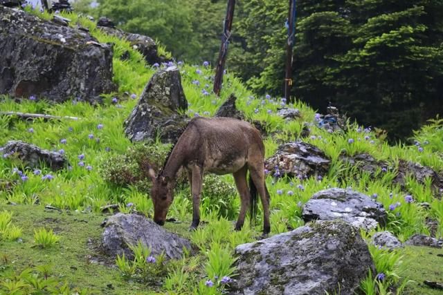 不去天堂，就去雨崩！这里有云淡风轻，这里花开四野……