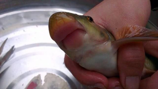 这鱼我只在川南山区里见过，一生靠舔吮江石上的岩浆和苔藓为食