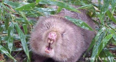 在农村，如果遇到它们，人们往往是掘地三尺，也要把它抓住，是谁