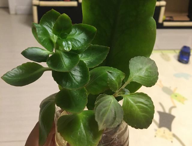  [玻璃翠]阳台上就养一棵这种“花”，插枝生根，全年都开花，一棵繁殖20棵