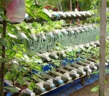  『小葱长得』4步教你盆栽小葱，又粗又“肥硕”，不用再去菜市场买啦
