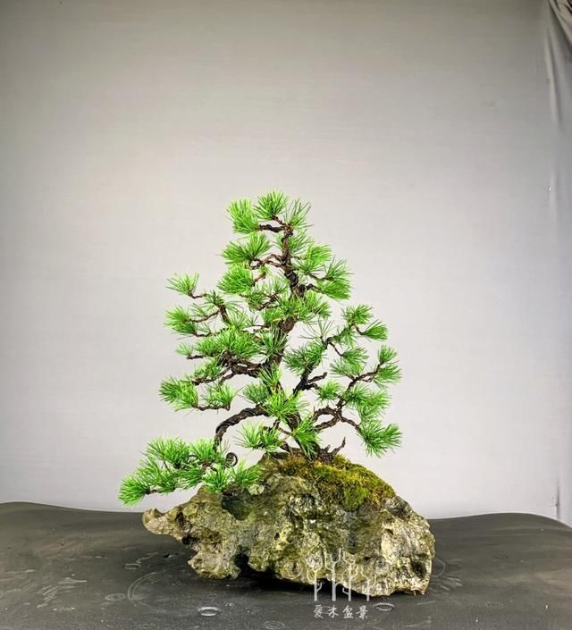 爱木盆景I 再碰上这样的石头不要扔了,做成盆景盆是相当漂亮