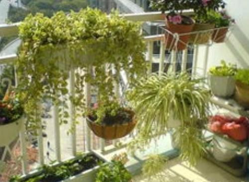  「花盆」家里空间不够，找点这些，种菜养花就能种出新境界！