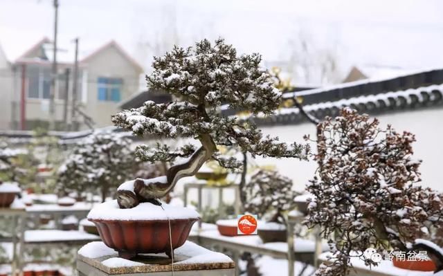 一组盆景作品欣赏，雪中赏盆景，别具一番风韵！