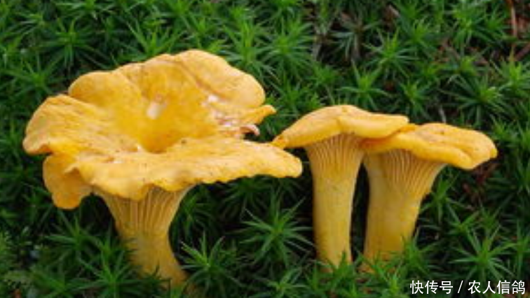 农村有3种野菜营养价值高，第1种打雷后才出现，你们吃过几种？