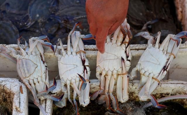 开海了,连云港海鲜成白菜价