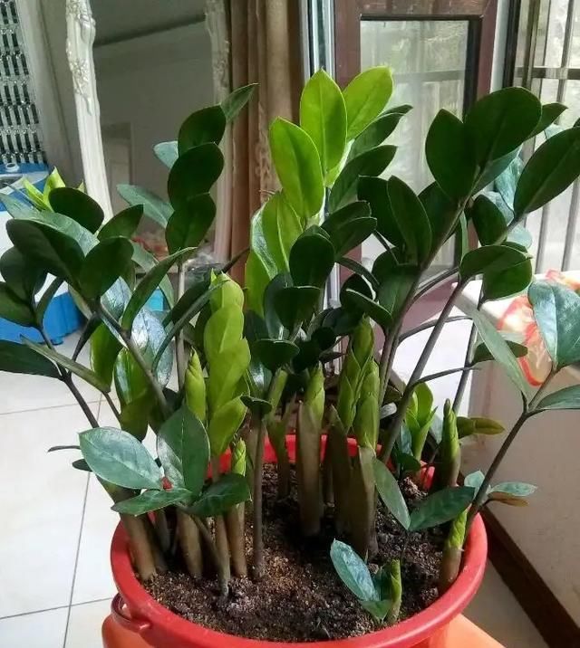  [发财树]房间里就养“6种花”,好看好养净化空气,一盆变多盆,省钱省力